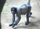 動物図鑑・コモンウーリーモンキー 12